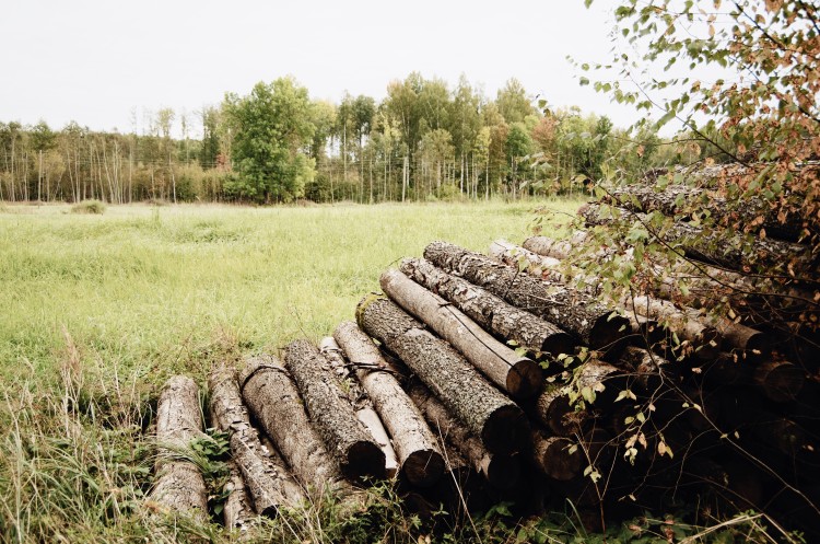 Home Depot Investors Urge to Ramp Up Deforestation Elimination Efforts