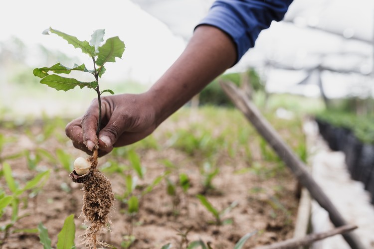 KnowESG Tree planting initiatives