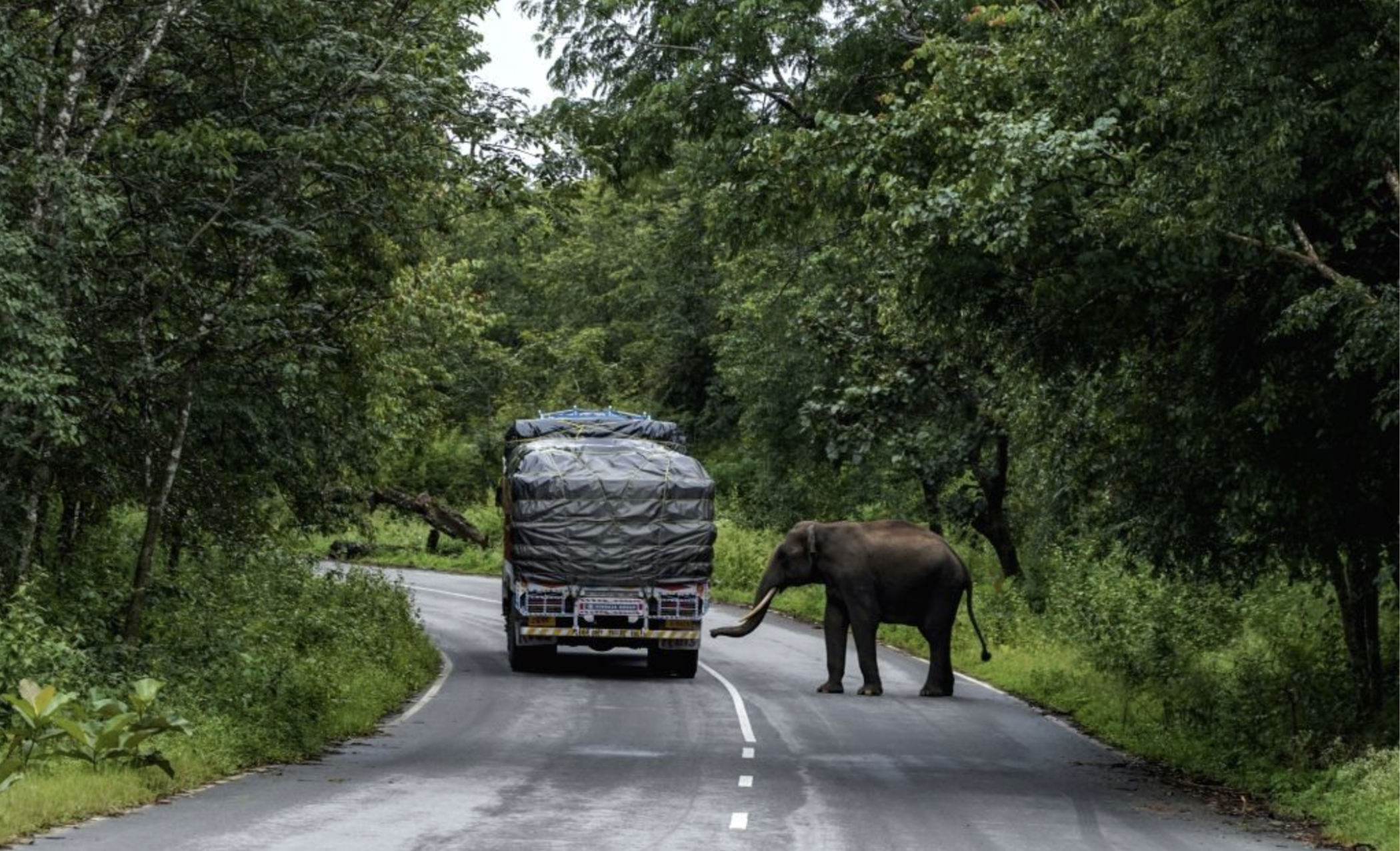 Image of a young tusker crossing NH 766 in the Wayanad Wildlife Sanctuary in Kerala, India