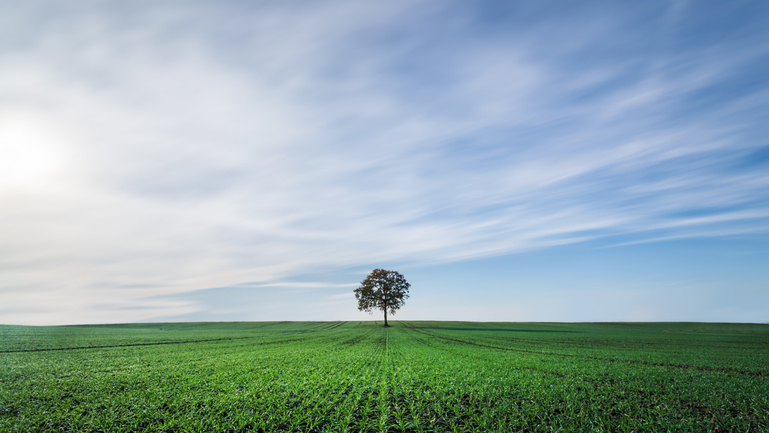 Image of farm field with single tree under blue cloudy sky