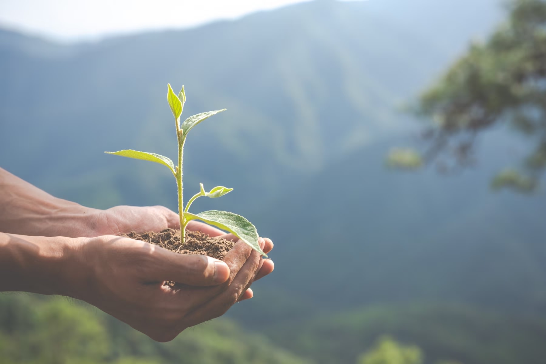 Image of hands cupping solid and a young plant shoot, with mountains in background