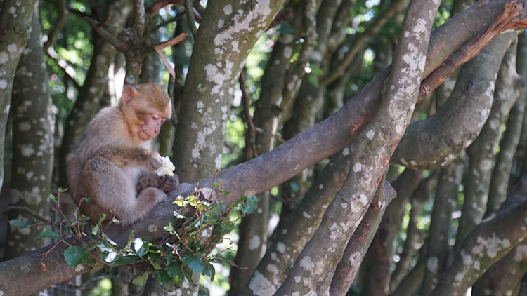 barbary-macaque-4453399