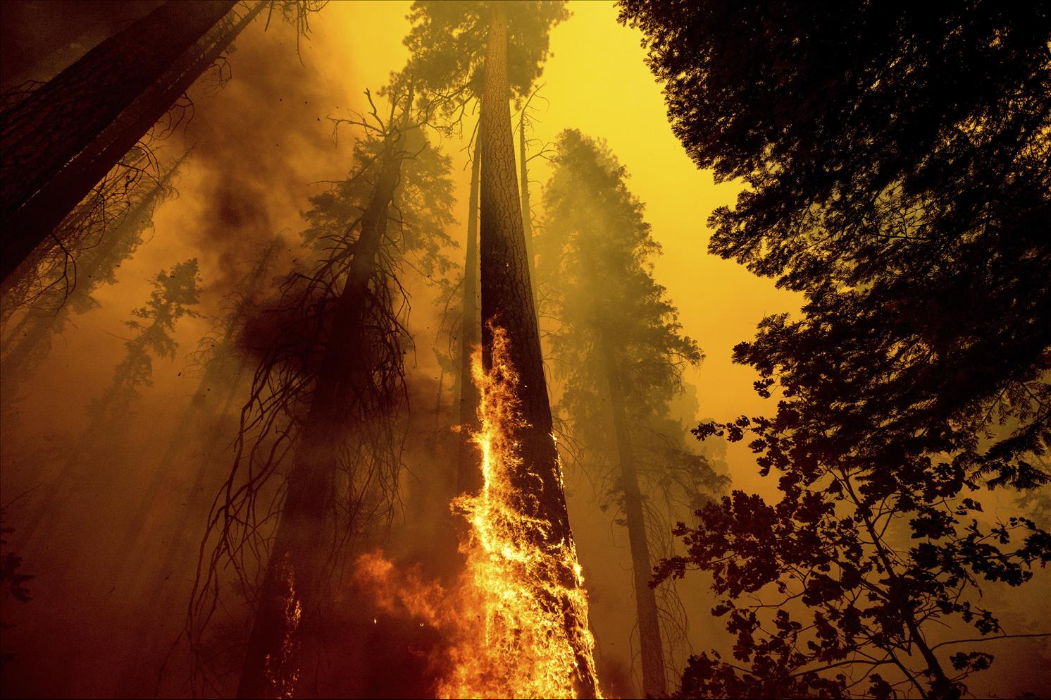 Wildfires that swept through Sequoia National Forest in California in September 2021 were so severe they killed ancient trees that had adapted to survive fires.