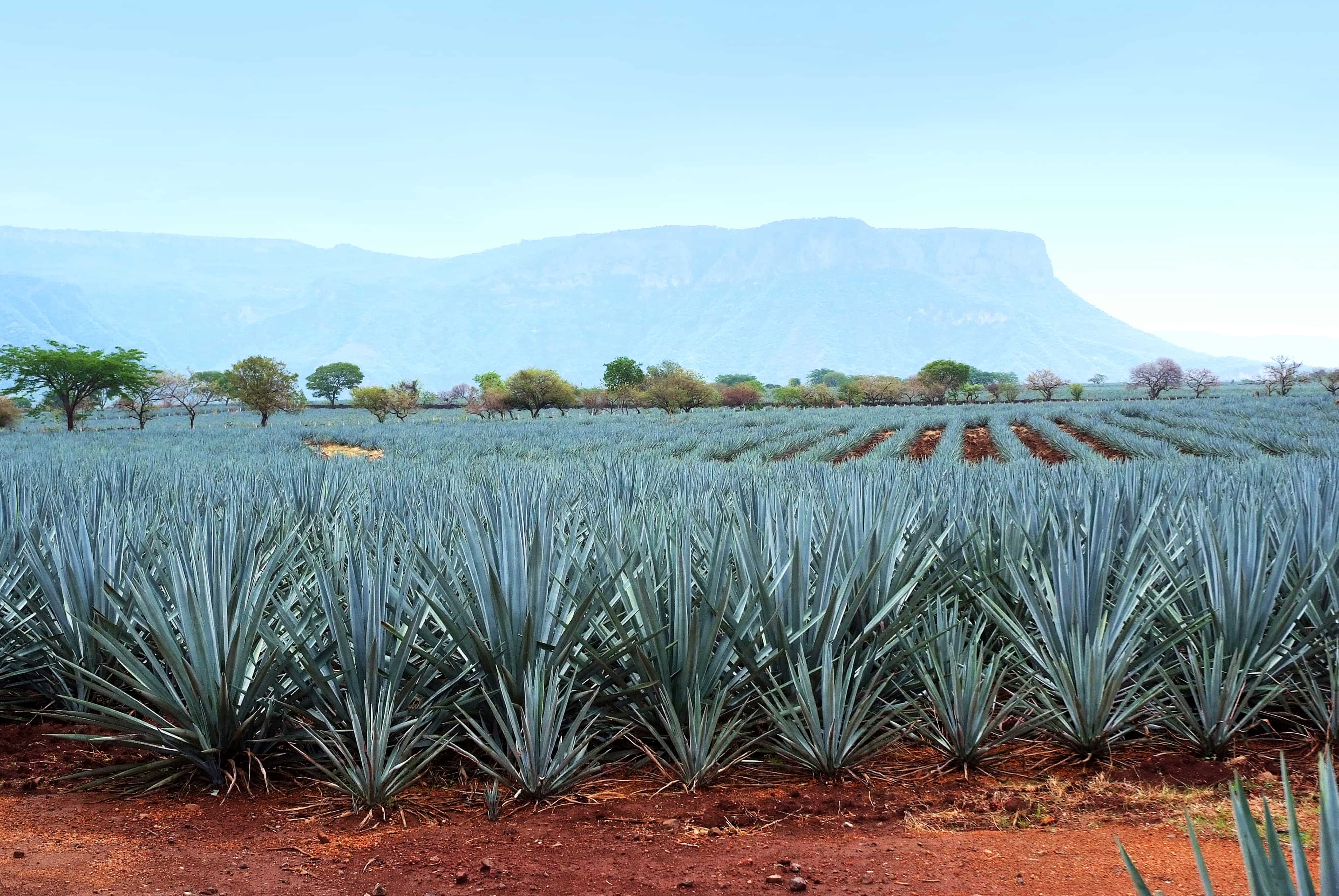 Diageo Drones Aid Eco-Friendly Tequila Farming