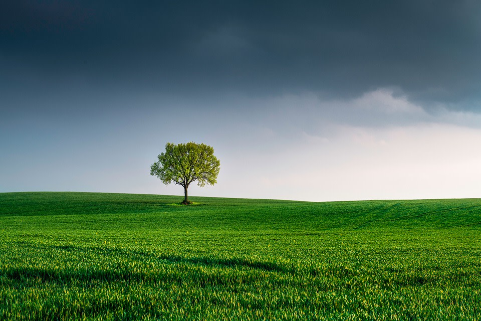 tree-6147402 960 720