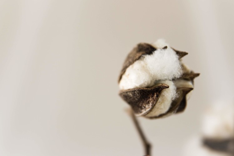 KnowESG_Sustainable Cotton