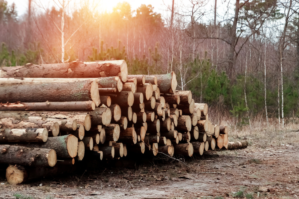 BNP Paribas AM Buys Major Stake in International Woodland Company