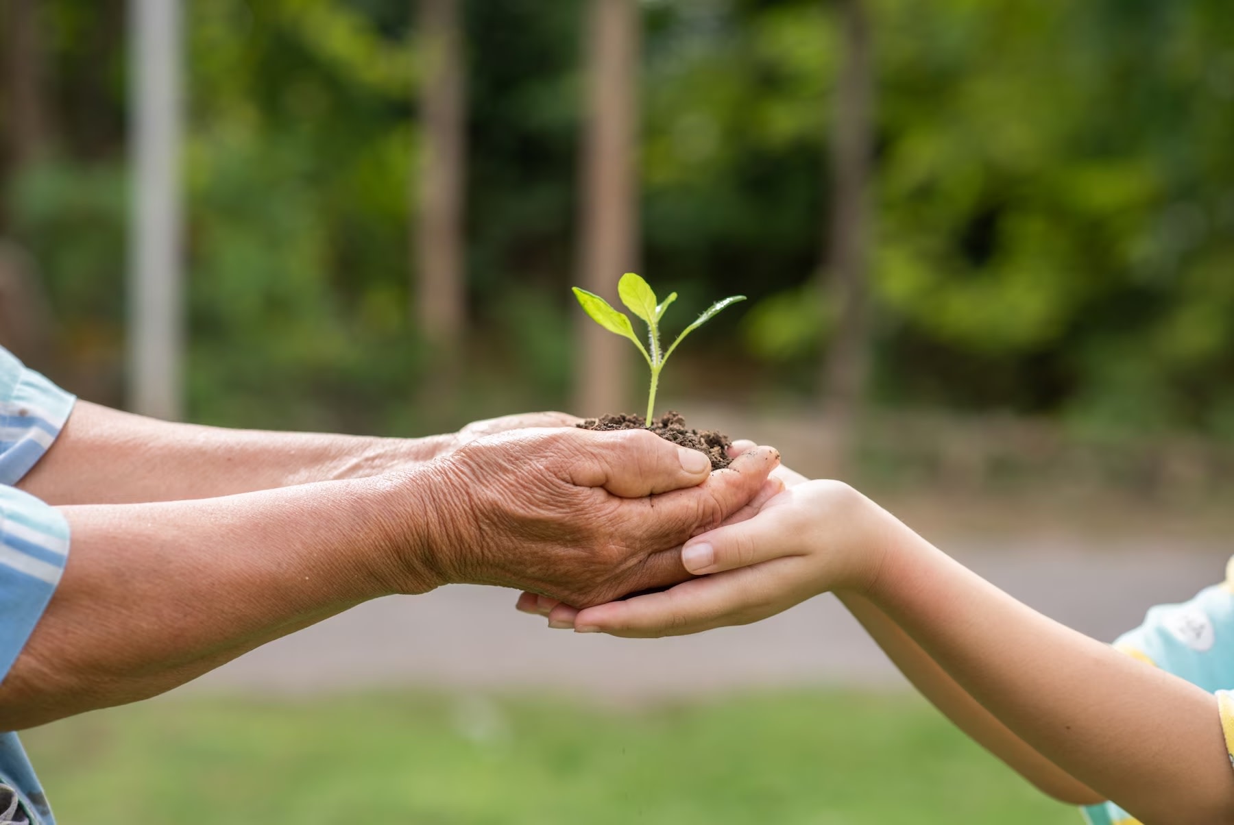 Image of adult hands passing fragile seedling to young hands