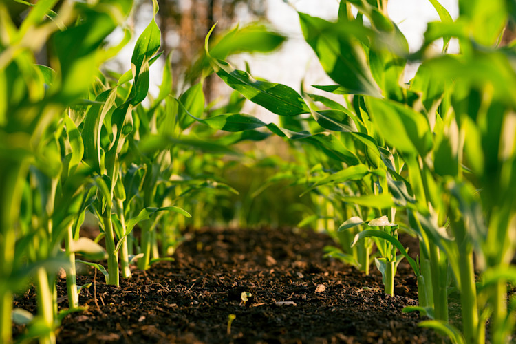 Farming