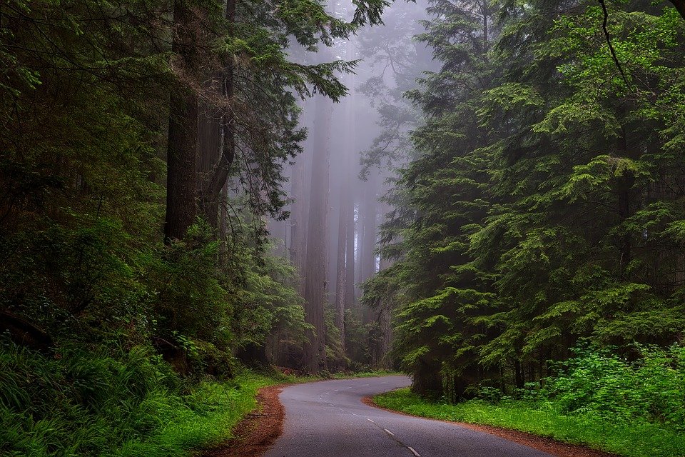 trees-1587301 960 720