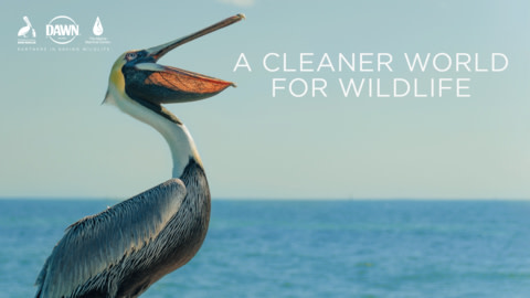 Dawn® Dish Soap Announces New Conservation Initiatives