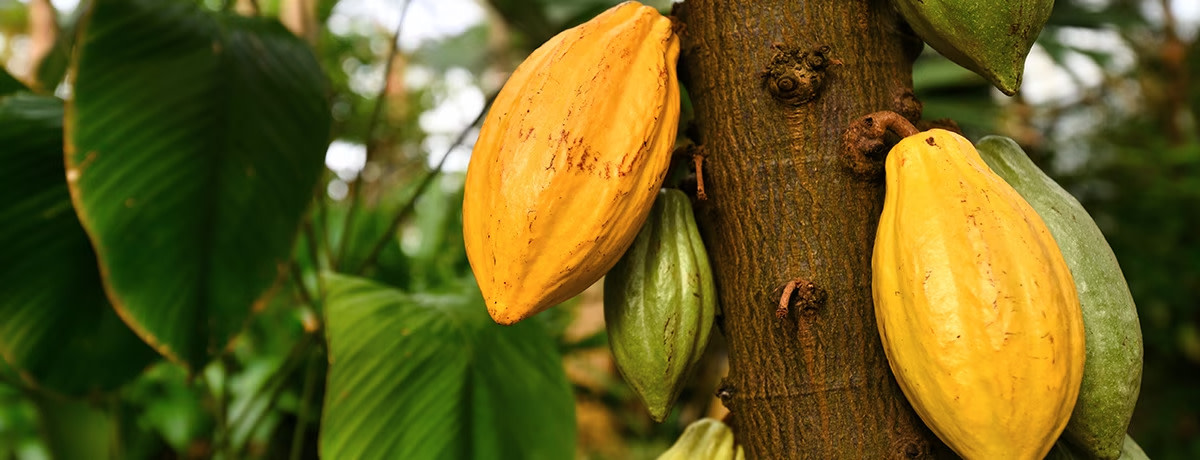 KnowESG_Ferrero's Cocoa Charter Report & Supplier List