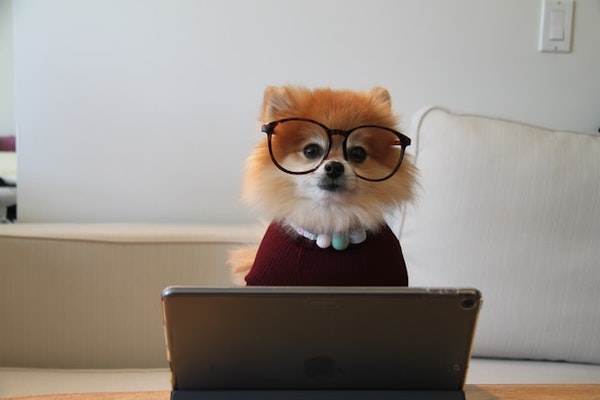 dog with glasses