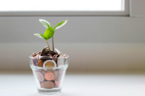 money plant growth