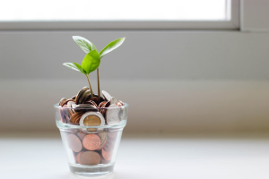 money plant growth