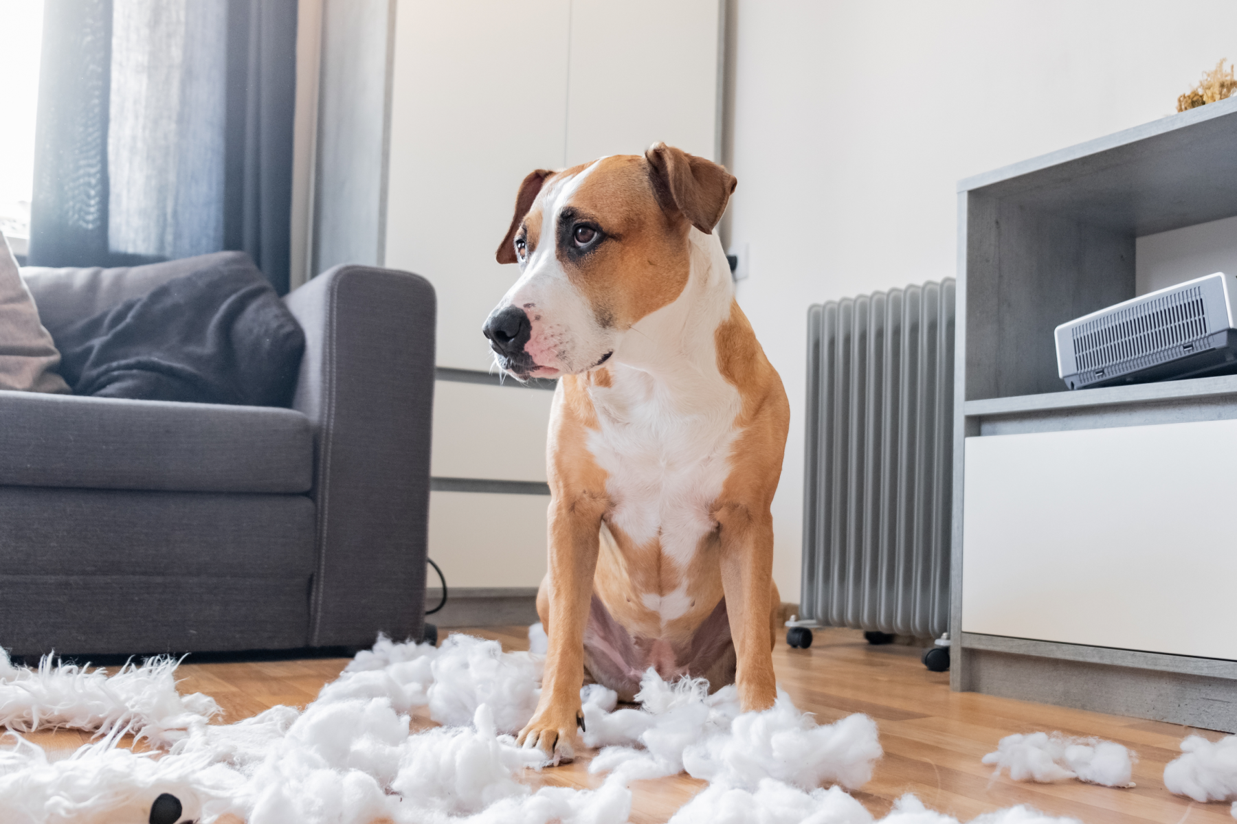 Puppy Proofing Your Home
