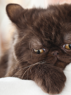 5 Reasons Your Kitten May Be Crying