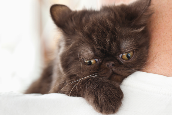 5 Reasons Your Kitten May Be Crying