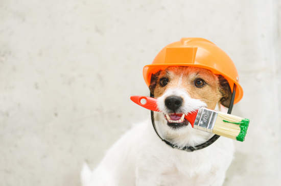 Canva - Dog as funny house painter with paintbrush against concrete wall