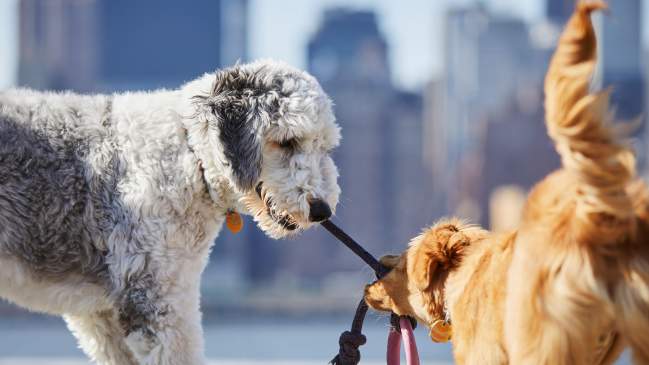 Dog Park Etiquette 101: 6 Things to Know Before You Go