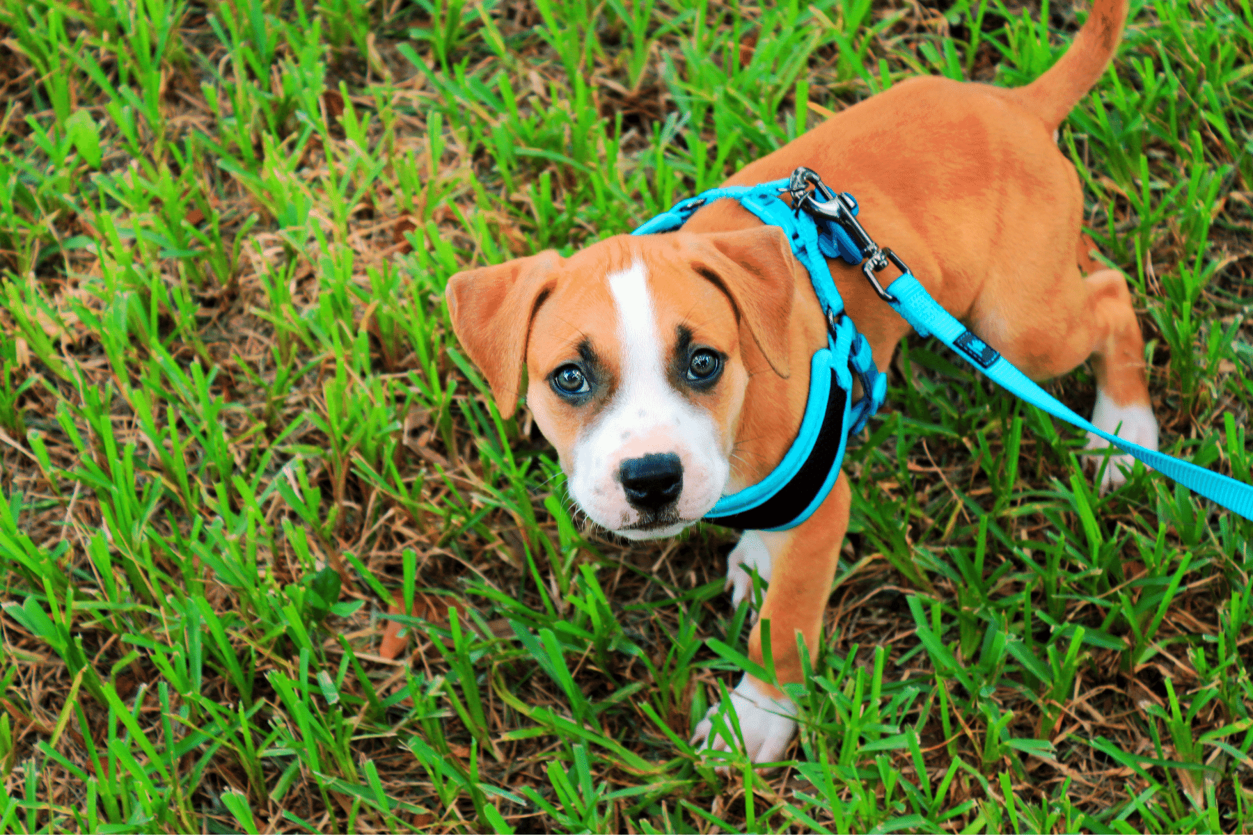 The 18 Best Collars & Harnesses For Your Dog