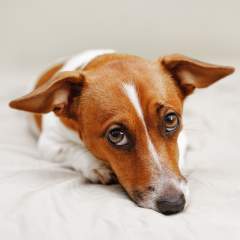 Dog Diarrhea: Why Does Your Dog Have It? How Can You Stop It?