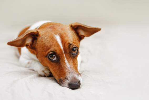 Dog Diarrhea: Why Does Your Dog Have It? How Can You Stop It?