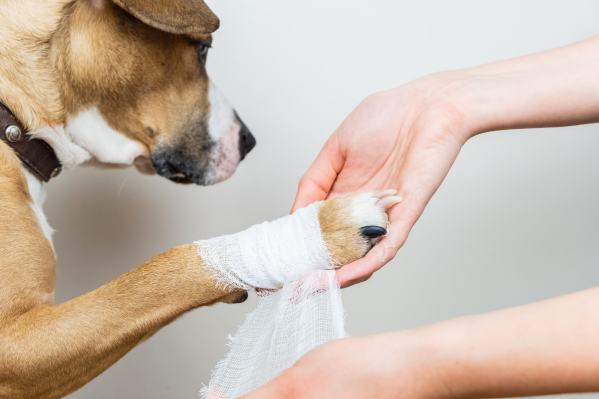 How To Treat Burn Injuries In Pets