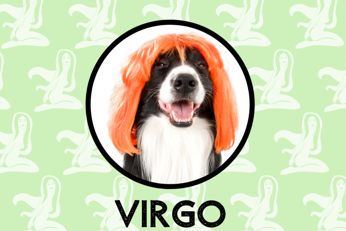 Virgo Dog Personality What Being A Virgo Says About Your Dog