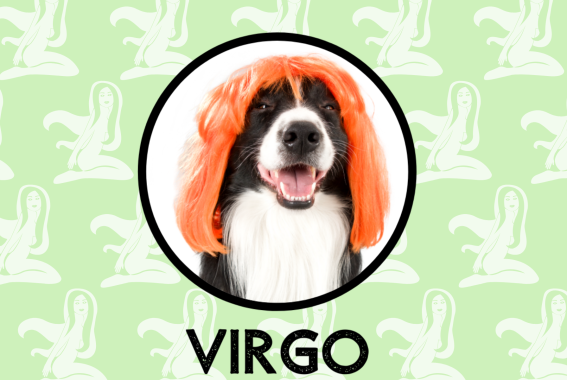 Virgo Dog Personality: What Being A Virgo Says About Your Dog