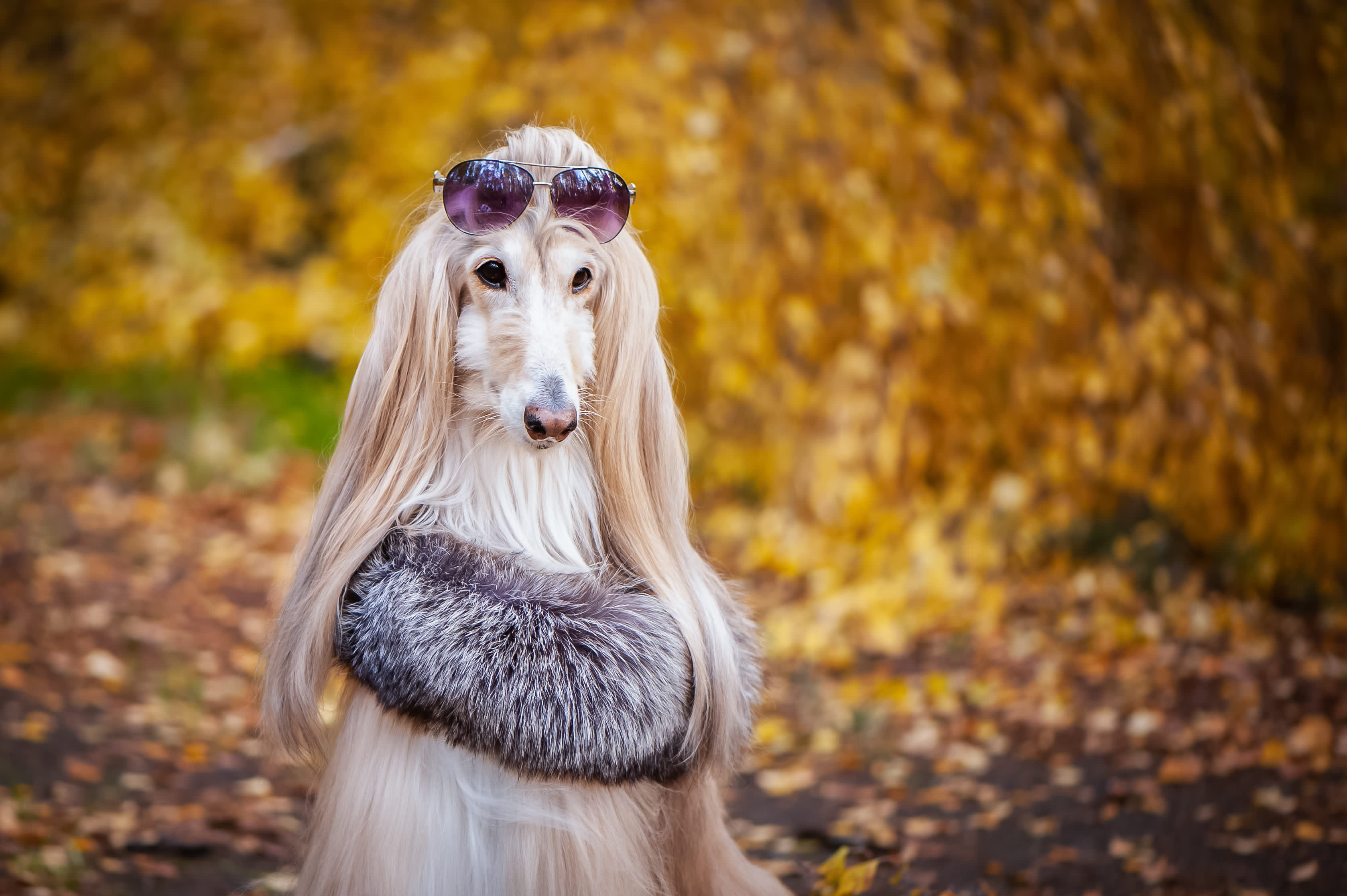 Canva - Stylish, fashionable dog, Afghan hound in a fur Manto and sunglasses against the background of the autumn forest. Pet shopping concept for dogs