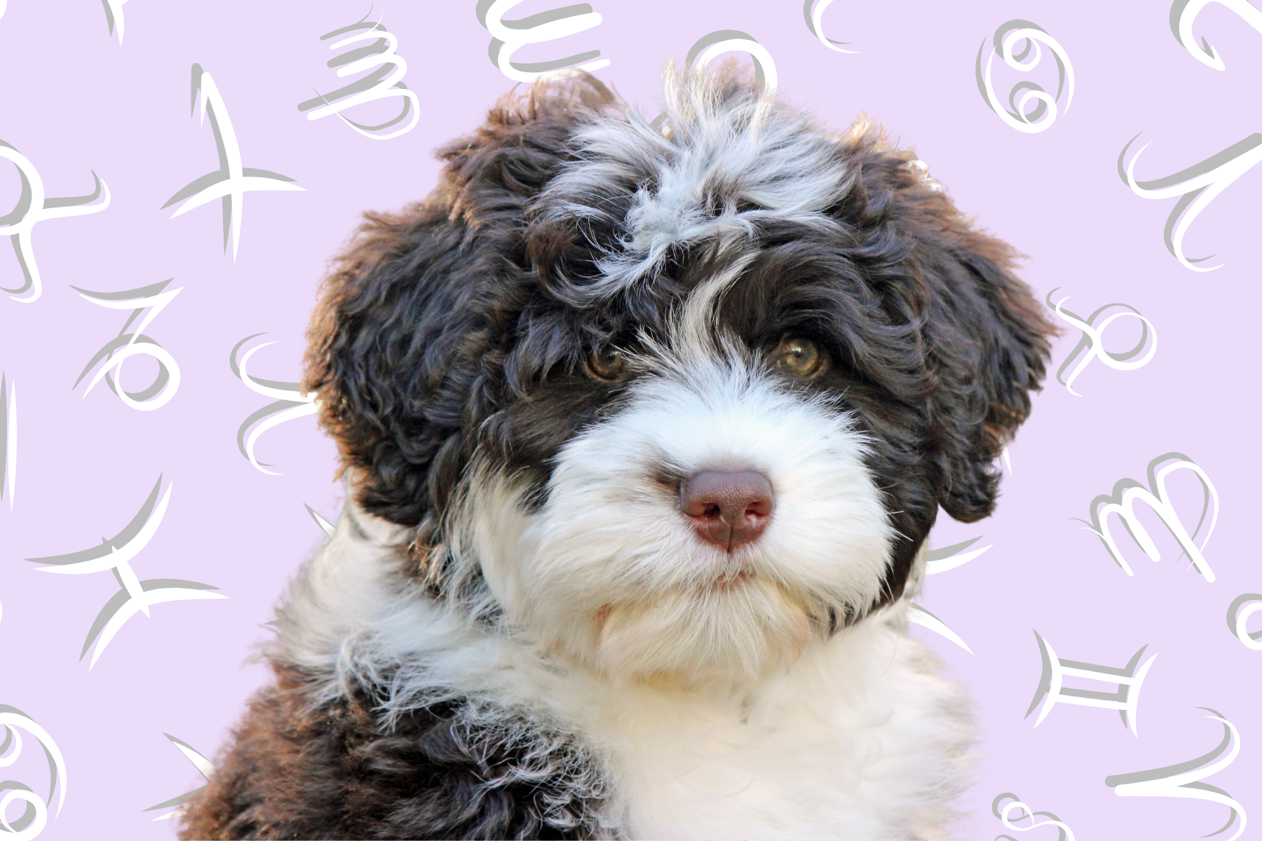 Your Dog's Weekly Horoscope 2020: June 22-28