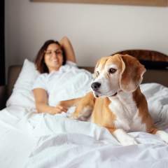 10 Of The Most Pet-Friendly Hotels In NYC For Your Dog Or Cat
