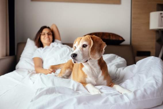 10 Of The Most Pet-Friendly Hotels In NYC For Your Dog Or Cat