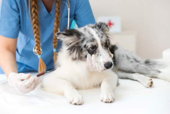 NYC: Keep Up With Your Dog’s Rabies Vaccine