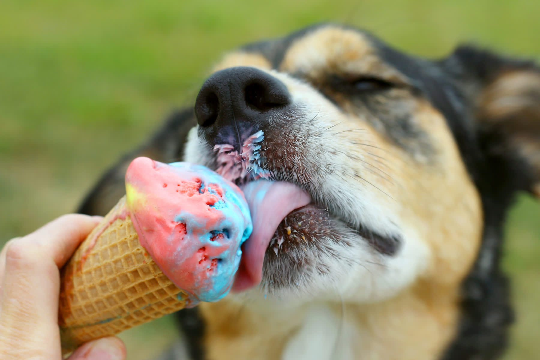 Canva - Happy Dog Licking Ice Cream Cone