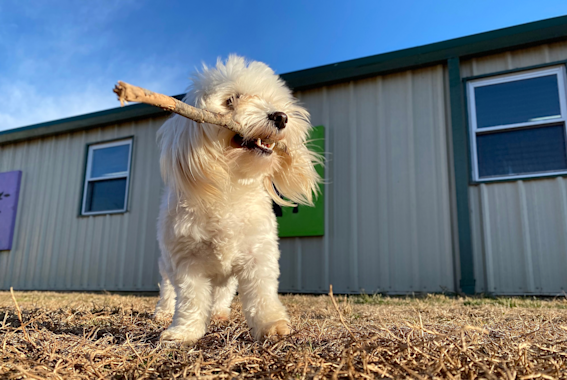 The Best Dog Boarding In Phoenix, AZ