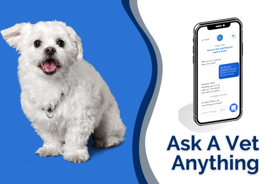 Ask A Vet: Pawp Online Vets Talk Puppy Vaccinations, Kidney Disease & More