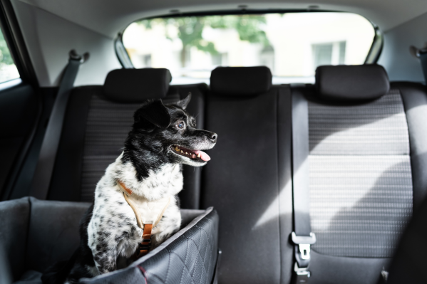 Car Ride Safety Tips For Pets