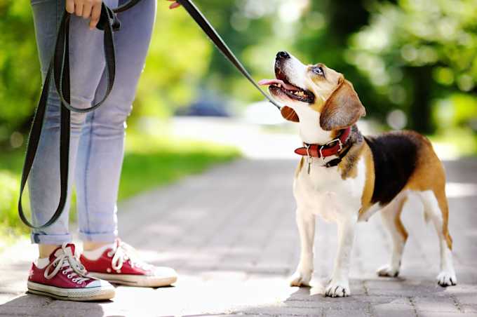 10 Best Dog Training Schools In Nyc For Every Kind Of Pup