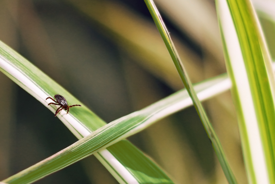 Where Do Ticks Live? The Answer May Surprise You