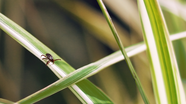 Where Do Ticks Live? The Answer May Surprise You