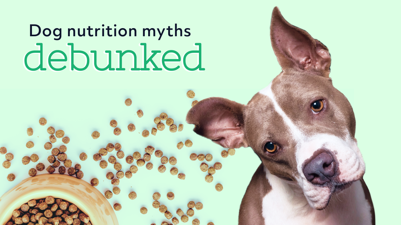 12 Myths About Dog Nutrition, Debunked By Vets