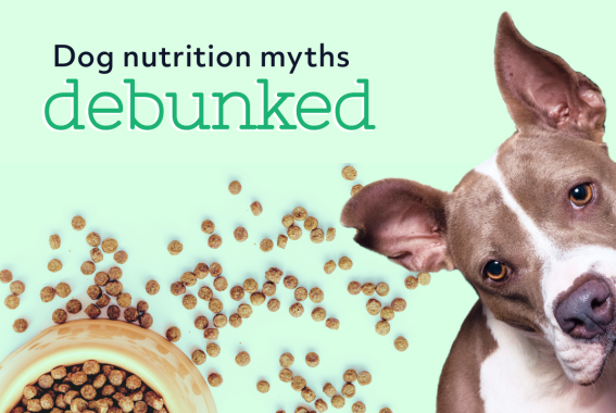 12 Myths About Dog Nutrition, Debunked By Vets