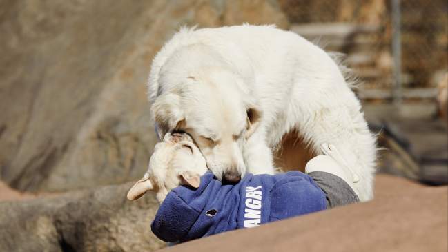 Obedience School