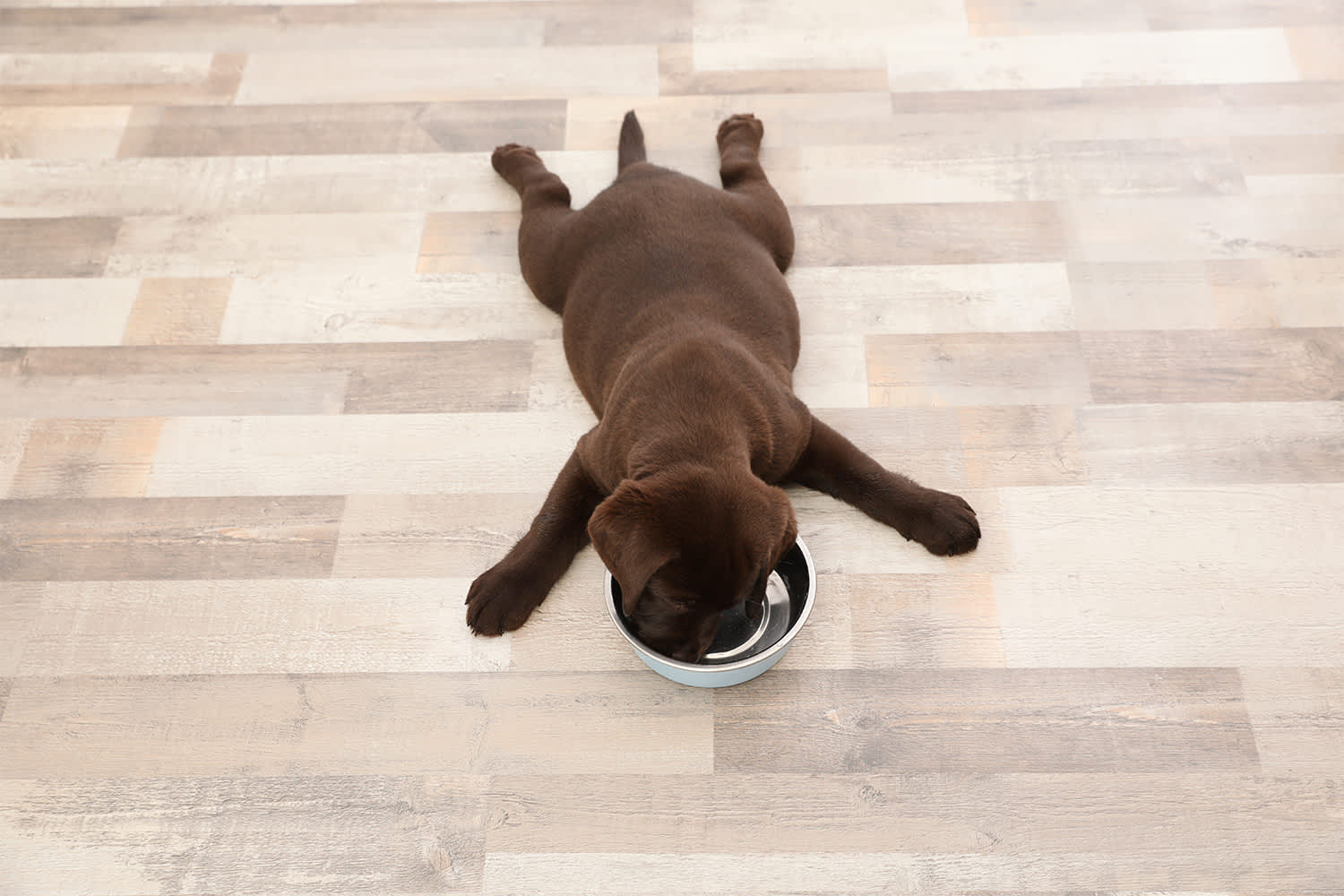 What Is The Best Puppy Food? Advice For New Pet Parents
