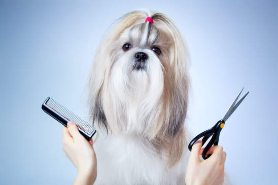 Canva - Shih tzu dog grooming