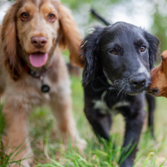 The Best Dog Boarding Near Jacksonville, FL