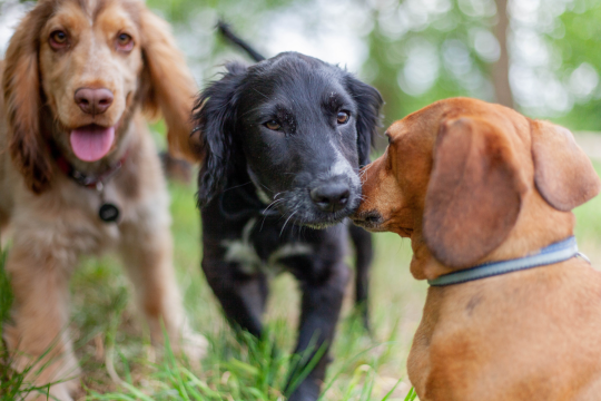 The Best Dog Boarding Near Jacksonville, FL