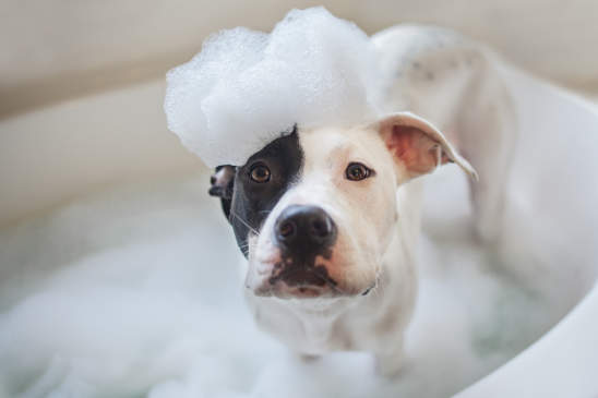 Canva - Dog wash, puppy gets a bath